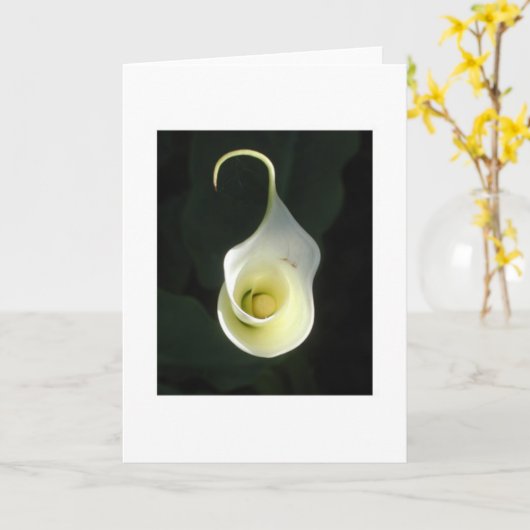 cala lily greeting card karte (Gelbe Blume)