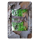 Caladesi Island Fl Harp Tree Premium Flexi Magnet (Vertikal)