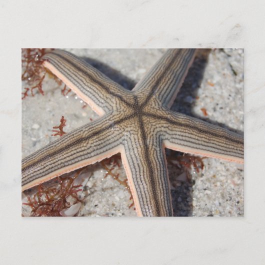 Caladesi Island Starfish Postkarte (Vorderseite)