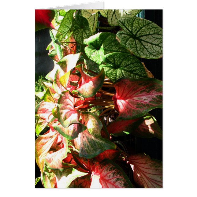 CALADIUM (Vorne)
