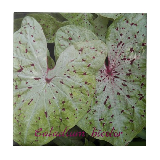 Caladium Bicolor Blätter Floral Fliese (Vorderseite)