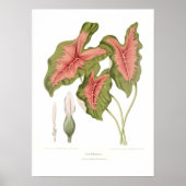 Caladium bicolor poster (Vorne)