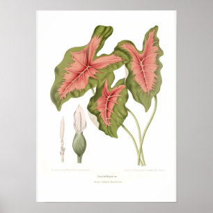 Caladium bicolor poster