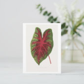 Caladium bicolor splendens Blattillustration. Postkarte (Stehend Vorderseite)