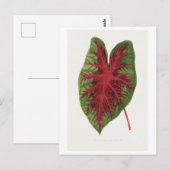 Caladium bicolor splendens Blattillustration. Postkarte (Vorne/Hinten)
