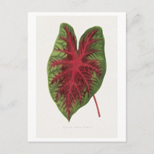Caladium bicolor splendens Blattillustration. Postkarte (Vorderseite)