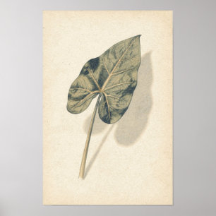 Caladium-Blatt Botanik-Studienposter Poster