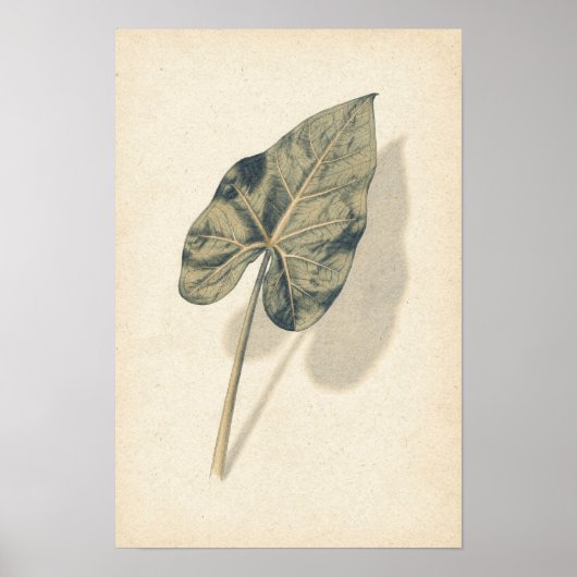 Caladium-Blatt Botanik-Studienposter Poster (Vorne)