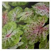 Caladium Gingerland Fliese (Vorderseite)