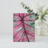 Caladium Red and Green Blätter Floral Foto Postkarte (Stehend Vorderseite)