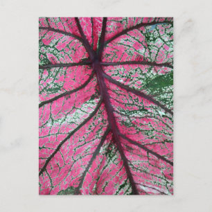 Caladium Red and Green Blätter Floral Foto Postkarte