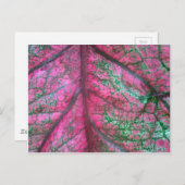 Caladium Red and Green Blätter Foto Postkarte (Vorne/Hinten)