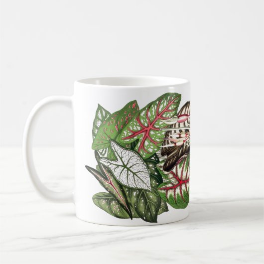 Caladium verlässt Tasse (Links)