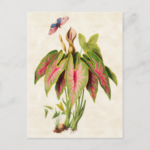 Caladium Vintag Botanisch Postkarte