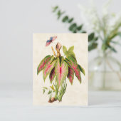 Caladium Vintage Botanical Postkarte (Stehend Vorderseite)