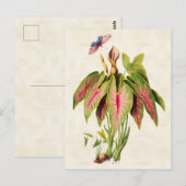 Caladium Vintage Botanical Postkarte (Vorne/Hinten)