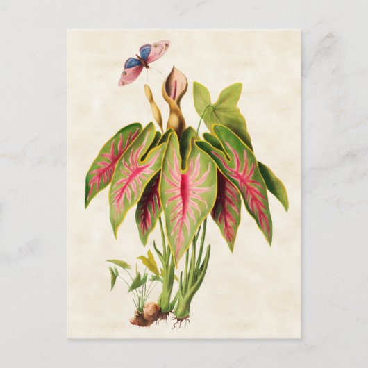 Caladium Vintage Botanical Postkarte (Vorderseite)