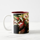 CALADIUM ZWEIFARBIGE TASSE (Links)