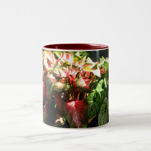 CALADIUM ZWEIFARBIGE TASSE (Mittel)