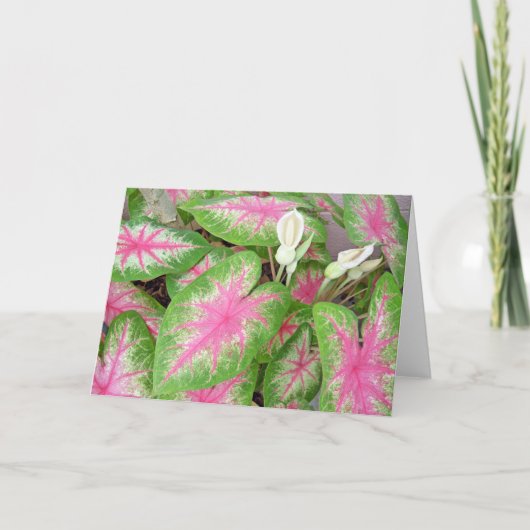 Caladiums Karte (Vorderseite)