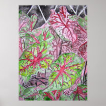 caladiums_Pflanze_painting