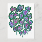 Caladiums Pink & Green Blätter Wasserfarben Kunst, Postkarte (Vorderseite)