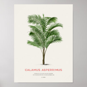 Calamus Asperrimus - Palme Tree Poster