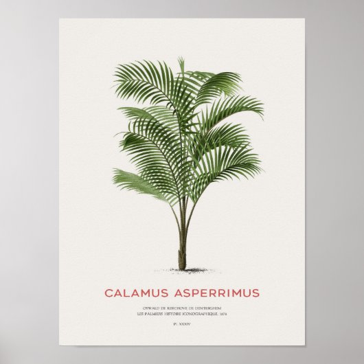 Calamus Asperrimus - Palme Tree Poster (Vorne)