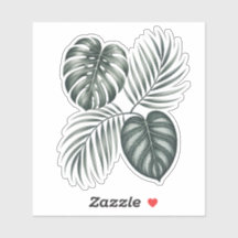 Calathea-Blatt