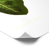 Calathea pardina poster (Ecke)