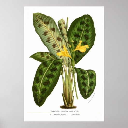Calathea pardina poster (Vorne)