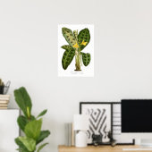 Calathea pardina poster (Heimbüro)