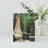 Calaveras Big Trees Staat Park, CA. Postkarte (Stehend Vorderseite)