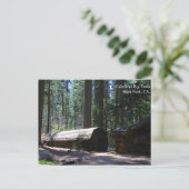 Calaveras Big Trees Staat Park, CA. Postkarte (Stehend Vorderseite)
