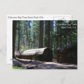 Calaveras Big Trees Staat Park, CA. Postkarte (Vorne/Hinten)