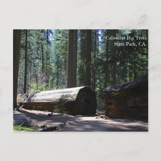 Calaveras Big Trees Staat Park, CA. Postkarte (Vorderseite)