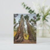 Calaveras Big Trees Staat Park, Kalifornien Postkarte (Stehend Vorderseite)