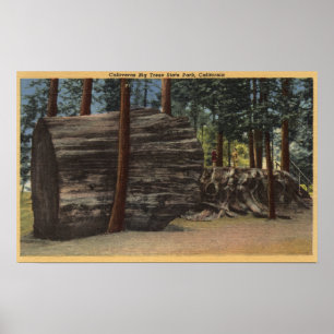 Calaveras Big Trees Staat Park Poster