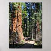 Calaveras Big Trees Trail Poster (Vorne)