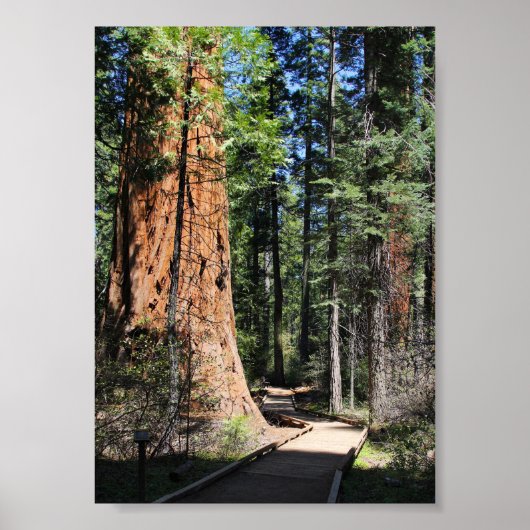 Calaveras Big Trees Trail Poster (Vorne)