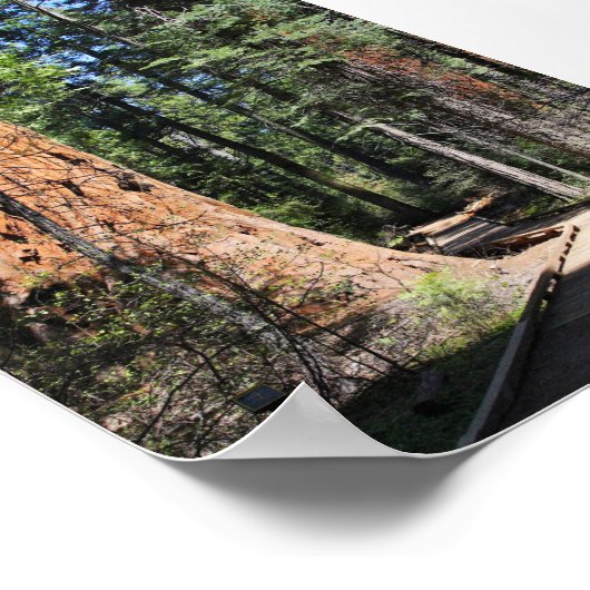 Calaveras Big Trees Trail Poster (Ecke)