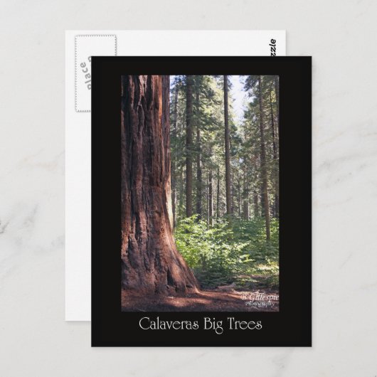Calaveras große Bäume Postkarte (Vorne/Hinten)