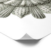 Calcarina clavigera Ernst Haeckel Kunst, Dichtung Poster (Ecke)