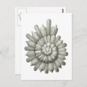 Calcarina clavigera Ernst Haeckel Kunst, Dichtung Postkarte (Vorne/Hinten)