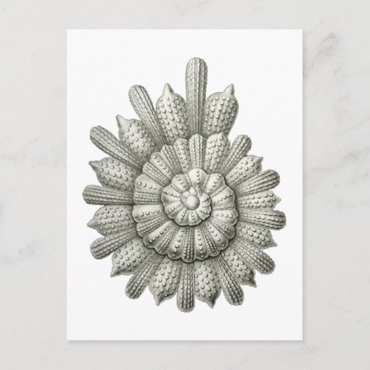 Calcarina clavigera Ernst Haeckel Kunst, Dichtung Postkarte (Vorderseite)
