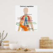 Calciumverordnung in der Organkarte des menschlich Poster (Küche)