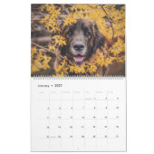 Calendar - Leonberger Ladies Kalender (Jan 2027)