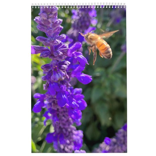 Calendar Pollinators: Bees and Butterflies Kalender (Titelbild)