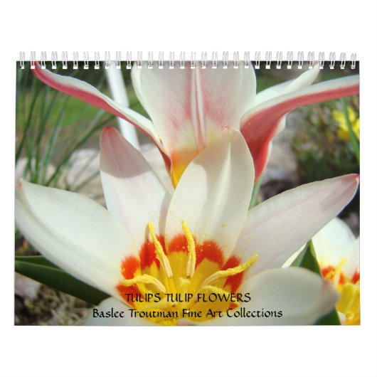 CALENDAR TULIPS Kalender Tulip Blume (Titelbild)