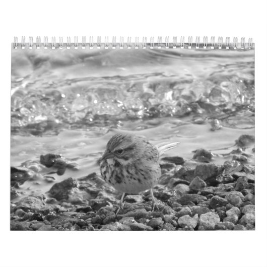 Calendario Betrüger Fotos de Pájaros en blanco Kalender (Titelbild)